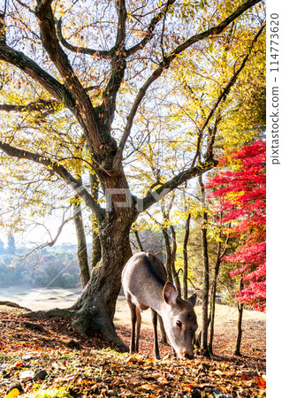 奈良公園的鹿走過紅色的秋葉 奈良公園的鹿走過紅色的秋葉 114773620