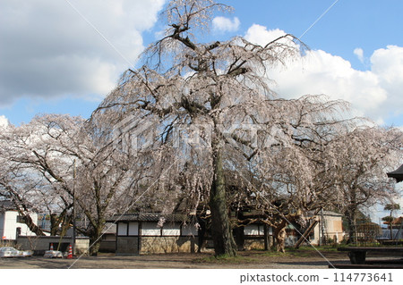 宗真寺 114773641