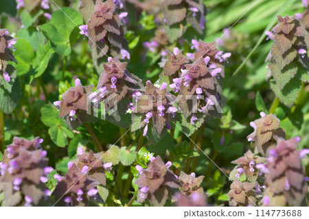 A group of Himeodorikonso 114773688