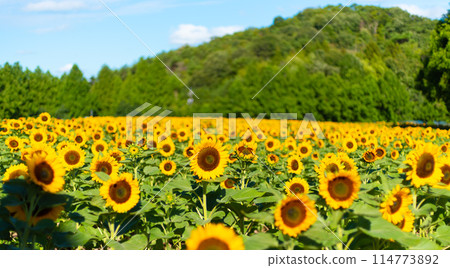 橫跨沙拉高原的向日葵花田 114773892