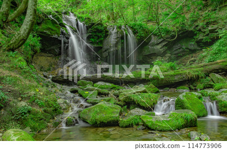 Sarutsubo Falls surrounded by fresh greenery Sarutsubo Falls surrounded by fresh greenery 114773906