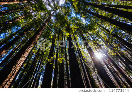 Cement Creek Redwood Forest in Australia Cement Creek Redwood Forest in Australia 114773944