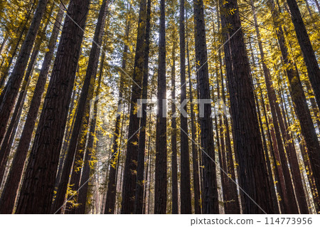 Cement Creek Redwood Forest in Australia 114773956