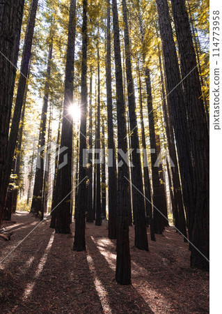 Cement Creek Redwood Forest in Australia Cement Creek Redwood Forest in Australia 114773958
