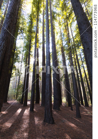 Cement Creek Redwood Forest in Australia 114773968