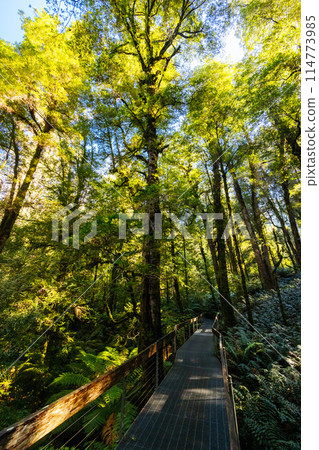 Rainforest Gallery Warburton in Victoria Australia Rainforest Gallery Warburton in Victoria Australia 114773985