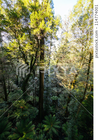 Rainforest Gallery Warburton in Victoria Australia 114774001