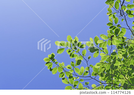 Fresh green landscape Fresh green landscape 114774126
