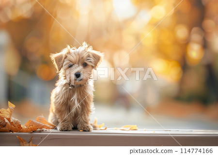 Cute dog in autumnal park, copy space for text 114774166