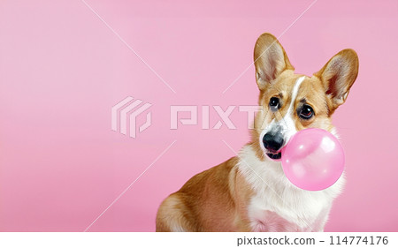 Cute dog blowing a huge pink bubble gum, copy space 114774176