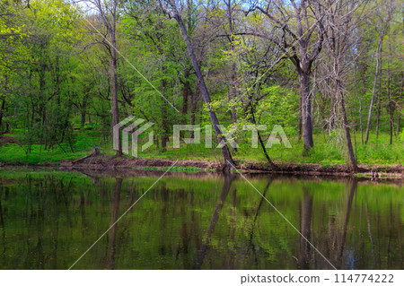 View of a beautiful lake in a green forest 114774222