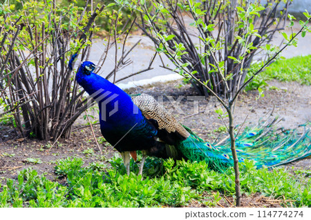 Indian peafowl or blue peafowl (Pavo cristatus) 114774274