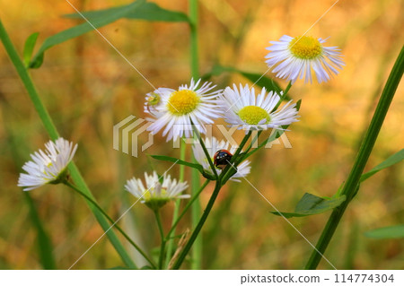 翡翠白花和瓢蟲 114774304