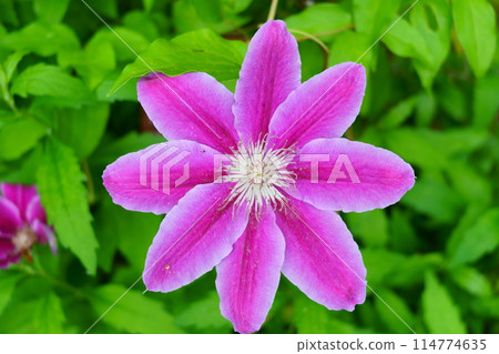 粉色鐵線蓮花卉 粉色鐵線蓮花卉 114774635