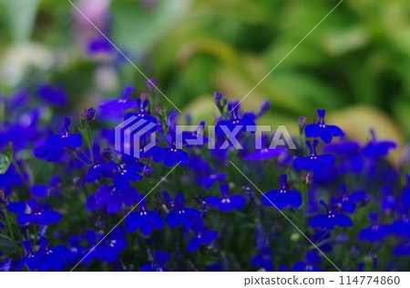 我在路邊遇到的植物 777034 114774860