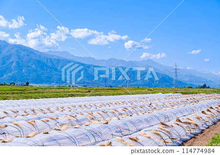 西瓜隧道栽培 松本市 西瓜隧道栽培 松本市 114774984