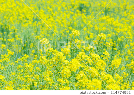 Nanohana field Nanohana field 114774991