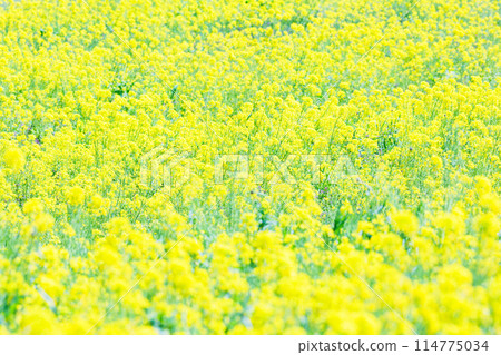 Nanohana field 114775034