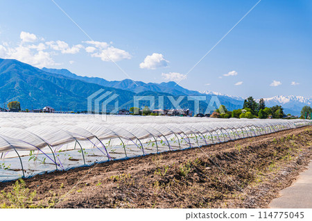 Spring watermelon fields in Hata, Matsumoto city Spring watermelon fields in Hata, Matsumoto city 114775045