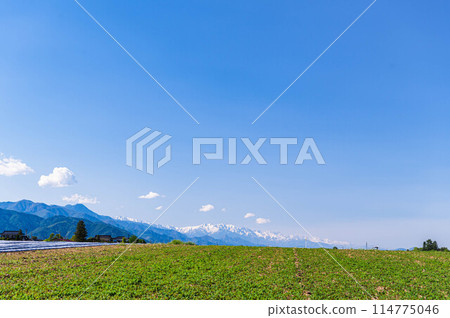 Spring grassland and the Northern Alps, Matsumoto City Spring grassland and the Northern Alps, Matsumoto City 114775046