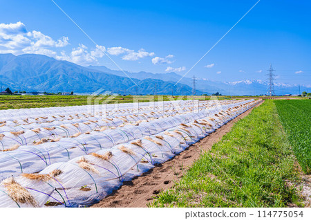 Watermelon tunnel cultivation in Matsumoto City 114775054