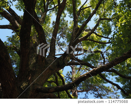 樟樹仰望 114775088