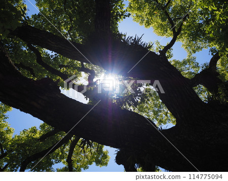 樟樹仰望 114775094