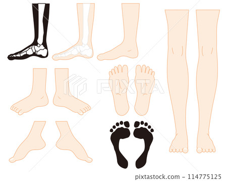 leg leg 114775125