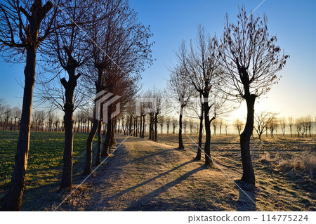 Fukushima-dora in the morning (Niigata) 114775224