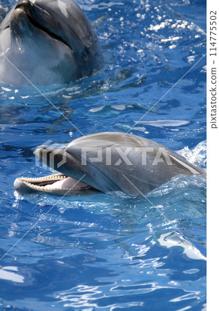 Dolphin Dolphin 114775502