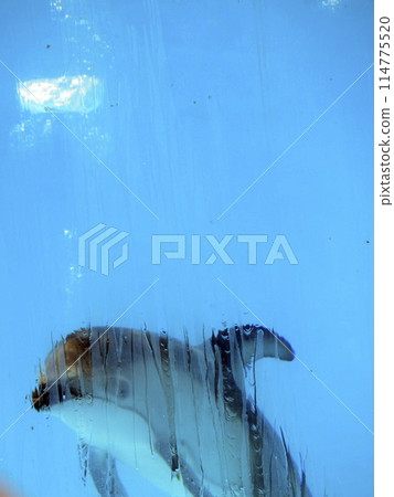 海豚的泡泡戒指 114775520