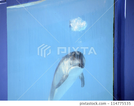 海豚的泡泡戒指 114775535