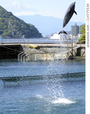 Mt.Fuji and dolphin jumping Mt.Fuji and dolphin jumping 114775539