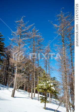 晴朗的日子裡雪山的美景 晴朗的日子裡雪山的美景 114775726