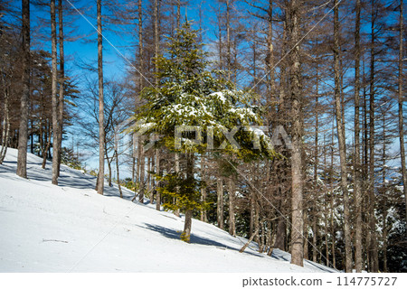晴朗的日子裡雪山的美景 晴朗的日子裡雪山的美景 114775727