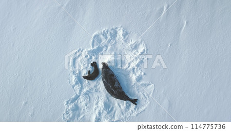 Antarctica weddell seal baby and mother resting on snow hill rookery. Polar wildlife habitat exploration. Winter arctic wildlife animal behavior . Family wild animal. Aerial top down drone view 114775736