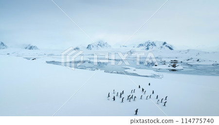 Fly over Gentoo penguins standing on Antarctic coastline. Wildlife conservation on South Pole. Polar cold ocean mountain range in background. Sea birds colony migration. Explore wildlife in Antarctica 114775740