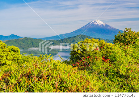 [神奈川縣]從箱根代官山展望台遠眺杜鵑花盛開的富士山 114776143