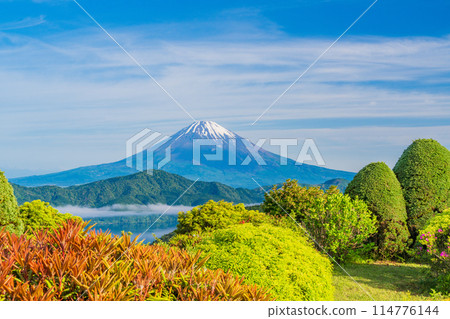 <Kanagawa Prefecture> Mount Fuji from the Hakone Daikanzan Observatory with azaleas in bloom 114776144