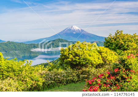 [神奈川縣]從箱根代官山展望台遠眺杜鵑花盛開的富士山 114776145