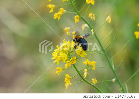 熊吮吸油菜開花蜜 114776162