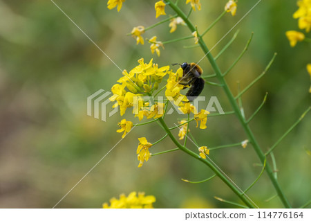 熊吮吸油菜開花蜜 熊吮吸油菜開花蜜 114776164