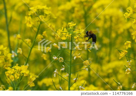 木蜂從油菜花中採集花蜜 木蜂從油菜花中採集花蜜 114776166