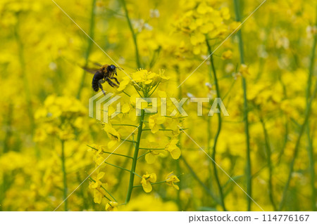 蜜蜂收穫油菜花 蜜蜂收穫油菜花 114776167