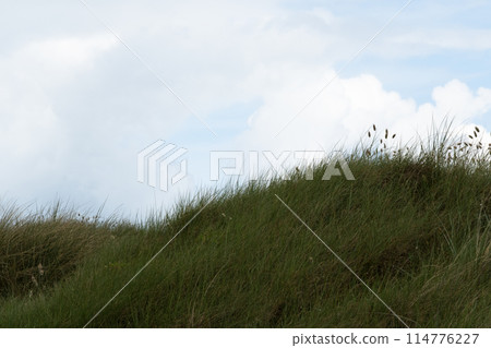 Green ocean costal beachgrass (Ammophila arenaria) under light blue cloudy sky on steep sand dune at Utah Beach. Background or copy space. High quality photo 114776227