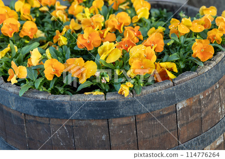 Marigold blooming in spring flower bed 114776264