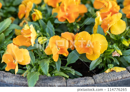 Marigold blooming in spring flower bed 114776265