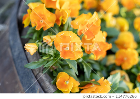 Marigold blooming in spring flower bed 114776266