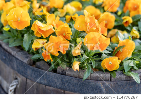 Marigold blooming in spring flower bed 114776267