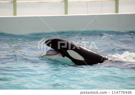 逆戟鯨 逆戟鯨 114776486